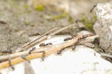 Plagiolepis vindobonensis photo 107