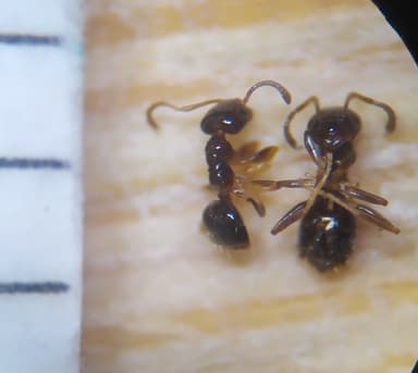 Plagiolepis vindobonensis photo 112