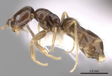 Plagiolepis vindobonensis photo 1