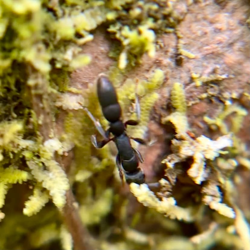 Platythyrea punctata photo 1
