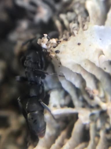 Platythyrea punctata — queen photo 6