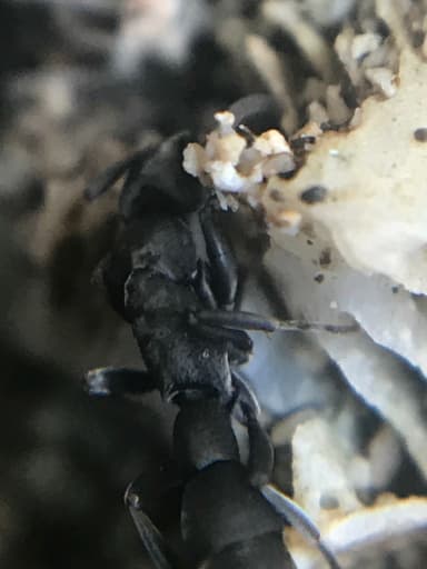 Platythyrea punctata — queen photo 7