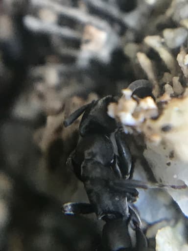 Platythyrea punctata — queen photo 8