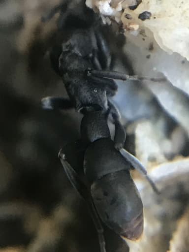 Platythyrea punctata — queen photo 9