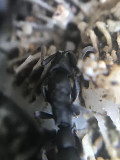 Platythyrea punctata — queen photo 10
