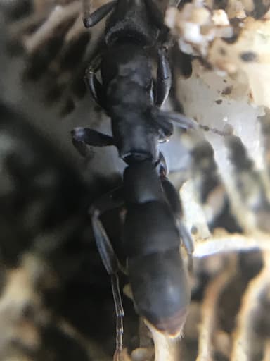 Platythyrea punctata — queen photo 12
