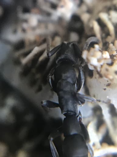 Platythyrea punctata — queen photo 13