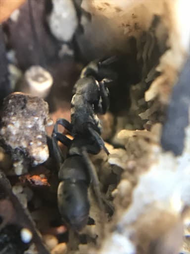 Platythyrea punctata — queen photo 14