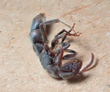 Platythyrea punctata photo 16