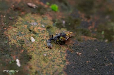 Platythyrea punctata photo 18