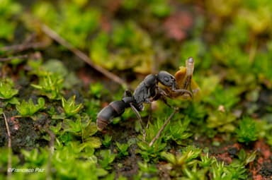 Platythyrea punctata photo 22