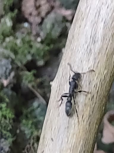 Platythyrea punctata photo 26
