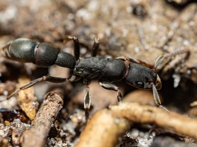 Platythyrea punctata photo 28