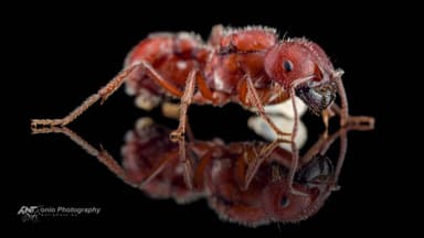 Pogonomyrmex badius — queen photo 1