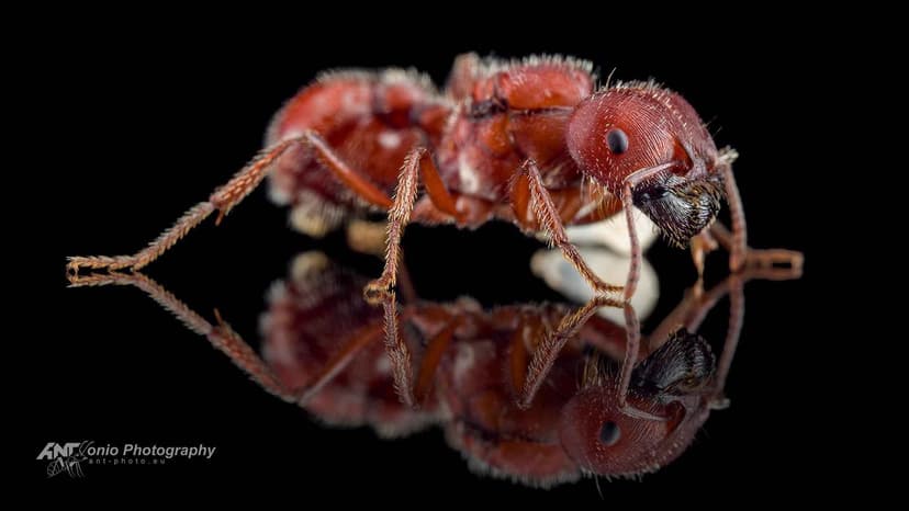Pogonomyrmex badius photo 1