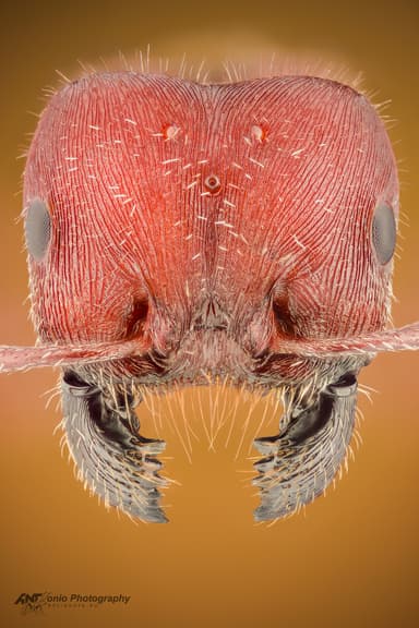 Pogonomyrmex badius photo 2