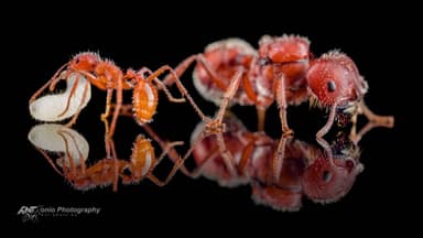 Pogonomyrmex badius — queen photo 3