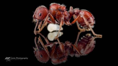 Pogonomyrmex badius — queen photo 5