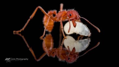 Pogonomyrmex badius — worker photo 6
