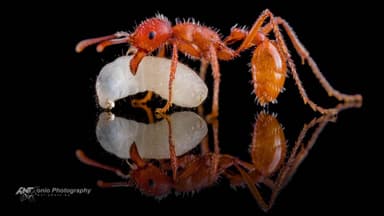 Pogonomyrmex badius — worker photo 7