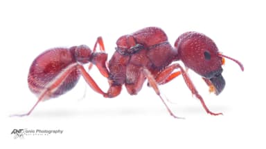 Pogonomyrmex badius photo 8