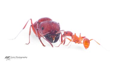 Pogonomyrmex badius photo 9