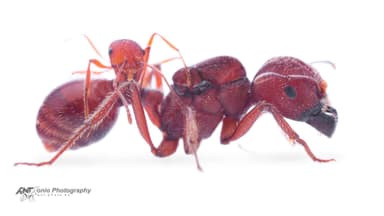 Pogonomyrmex badius photo 10