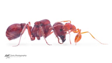 Pogonomyrmex badius photo 11