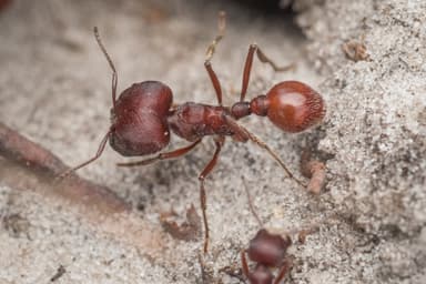 Pogonomyrmex badius photo 32