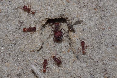 Pogonomyrmex badius photo 34