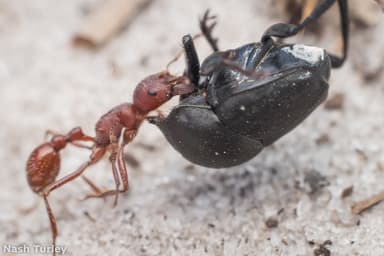 Pogonomyrmex badius photo 35