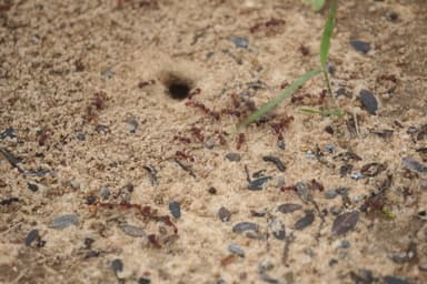 Pogonomyrmex badius photo 37