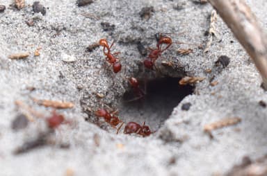 Pogonomyrmex badius photo 38