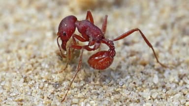Pogonomyrmex badius photo 39