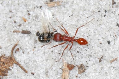 Pogonomyrmex badius photo 40