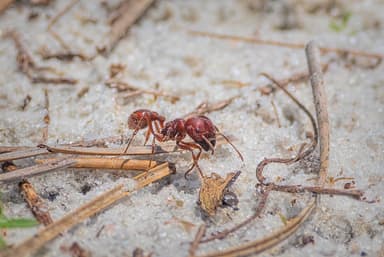 Pogonomyrmex badius photo 41