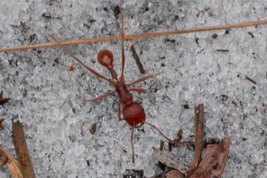Pogonomyrmex badius photo 42