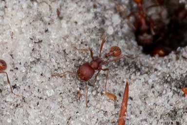 Pogonomyrmex badius photo 43