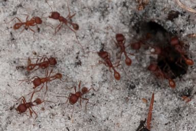 Pogonomyrmex badius photo 44