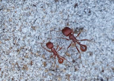 Pogonomyrmex badius photo 45