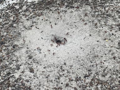 Pogonomyrmex badius photo 46
