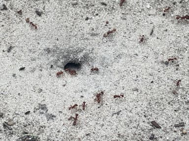 Pogonomyrmex badius photo 47