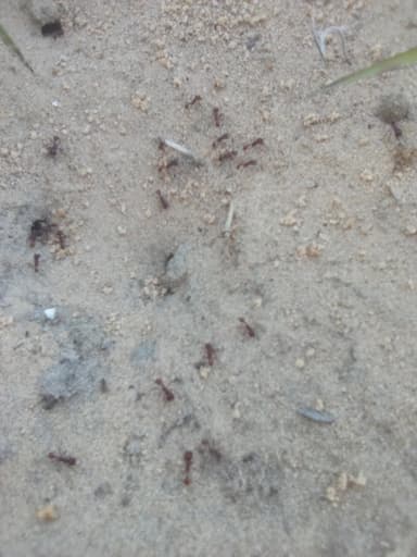 Pogonomyrmex badius photo 48