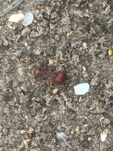 Pogonomyrmex badius photo 50