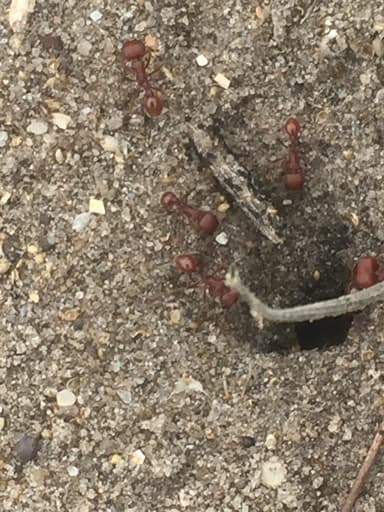 Pogonomyrmex badius photo 51