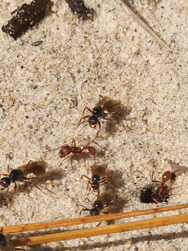 Pogonomyrmex badius photo 53
