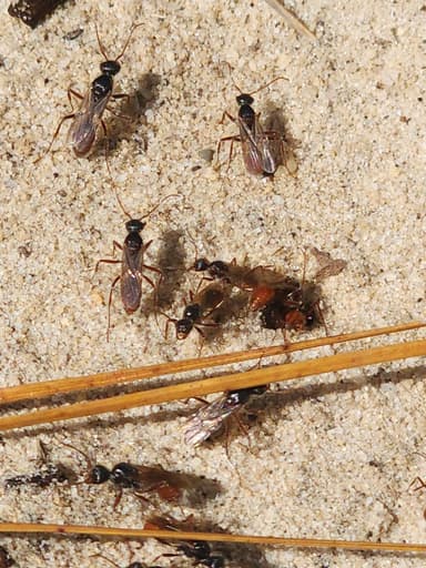 Pogonomyrmex badius photo 54