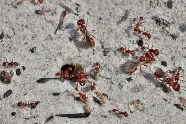 Pogonomyrmex badius photo 56