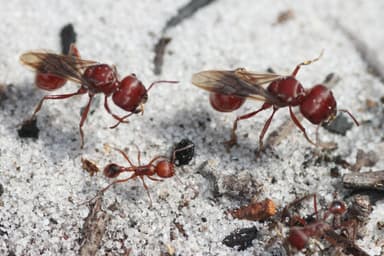 Pogonomyrmex badius photo 57