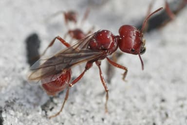 Pogonomyrmex badius photo 58